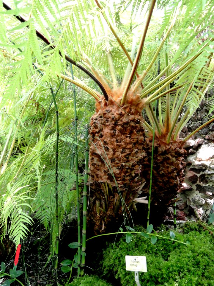 Cibotium cumingii specimen in the Botanischer Garten München-Nymphenburg, Munich, Germany.