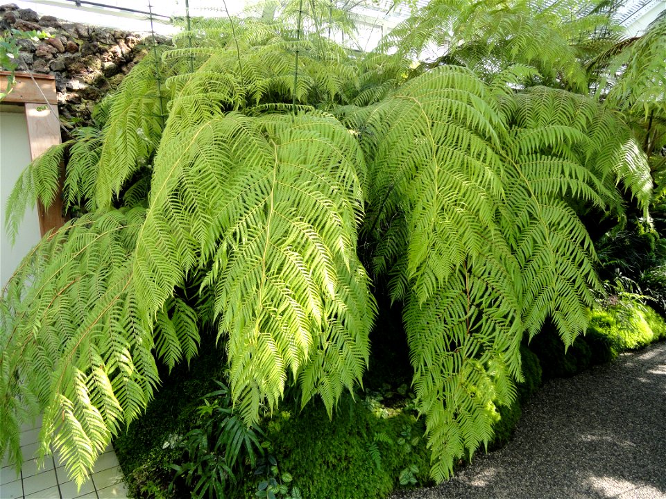 Cibotium cumingii specimen in the Botanischer Garten München-Nymphenburg, Munich, Germany.
