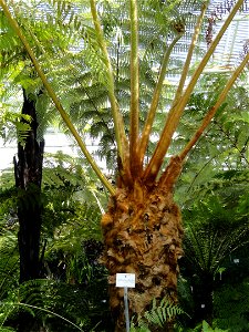 Cibotium schiedei specimen in the Botanischer Garten München-Nymphenburg, Munich, Germany.