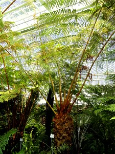 Cibotium schiedei specimen in the Botanischer Garten München-Nymphenburg, Munich, Germany.