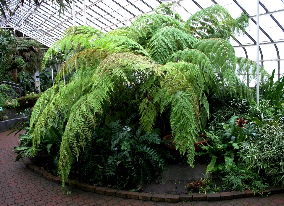 Mexican tree fern (Cibotium schiedei) at the Buffalo and Erie County Botanical Gardens.