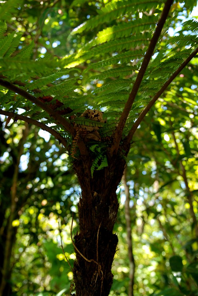 tige (pétiole) de la fronde pourvue de feuilles