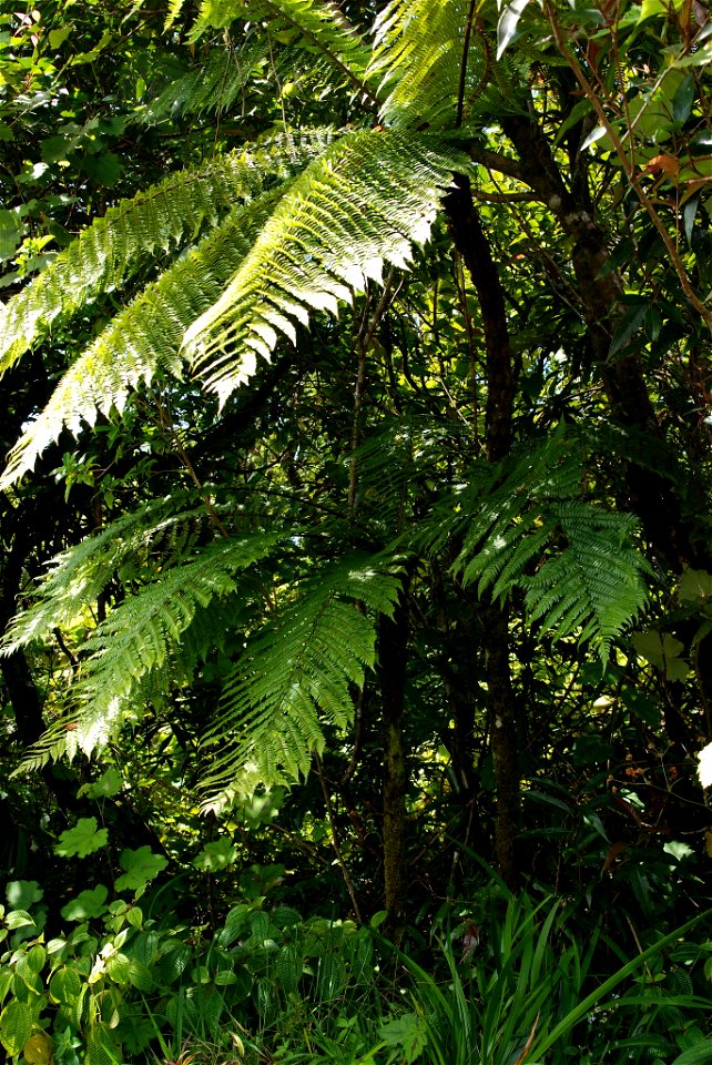 Le Fanjan male (Cyathea borbonica) est une espece indigène à la Réunion. On le trouve aussi à Madagascar et à l'ile Maurice.
Il se distingue des fanjans femelles par son tronc maigre, ses feuilles bip