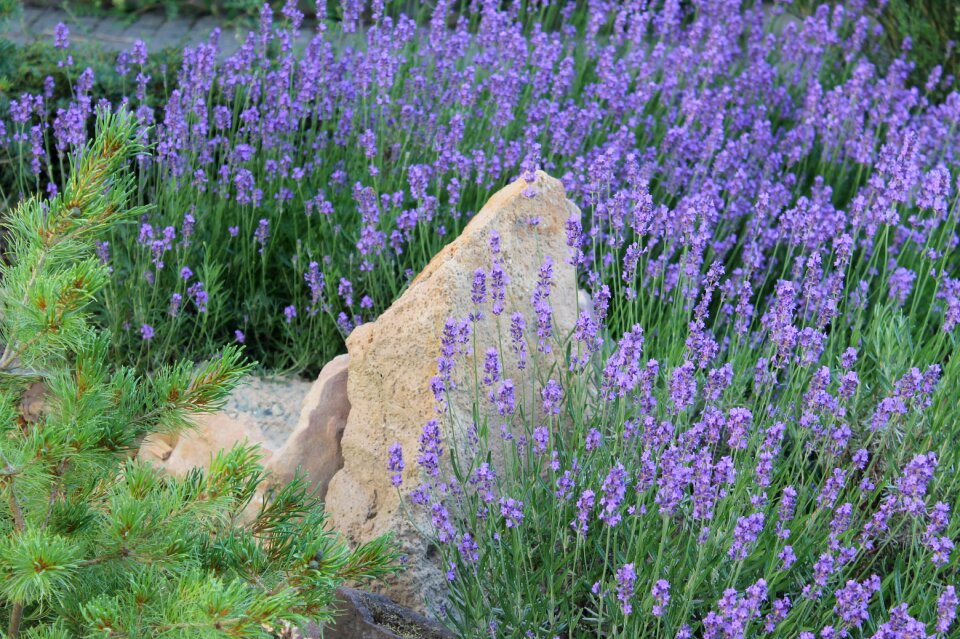Lavender herb garden stone
