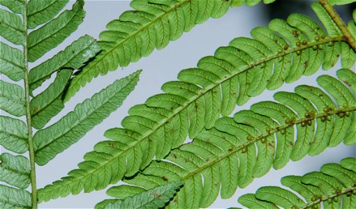 detail des feuilles bipennées du Fanjan male Cyathea borbonica)et des feuilles tripénnées des Fanjans femelles (Cyathea excelsa ou Cyathea glauca).