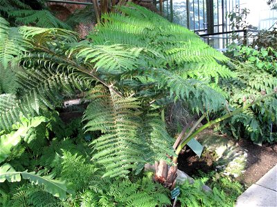 Cyathea robusta in a greenhouse of the Jardin des Plantes in Paris.