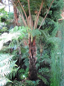 Cyathea robusta in a greenhouse of the Jardin des Plantes in Paris.