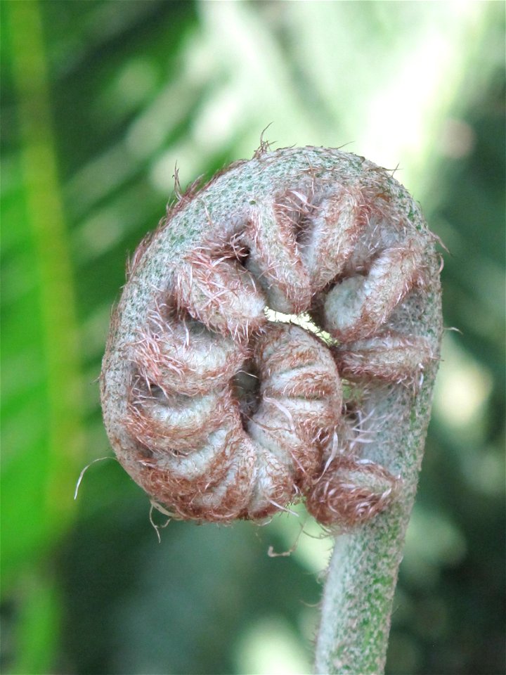 Close-up of a fern frond of Cyathea robusta in a greenhouse of the Jardin des Plantes in Paris.