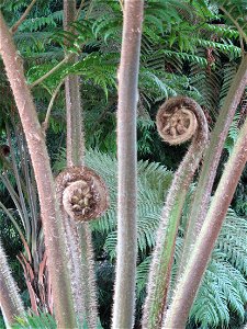 Close-up of fern fronds of Cyathea robusta in a greenhouse of the Jardin des Plantes in Paris.