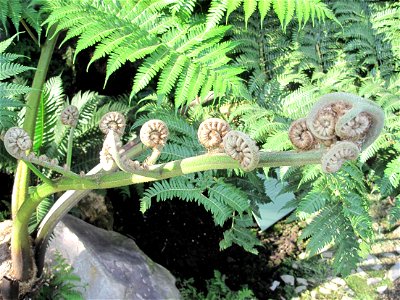 Close-up of fern fronds of Cyathea robusta in a greenhouse of the Jardin des Plantes in Paris.