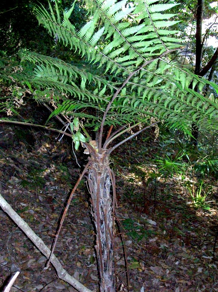 Cyathea leichhardtiana near the Hacking River, Royal National Park, NSW, Australia