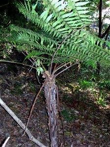 Cyathea leichhardtiana near the Hacking River, Royal National Park, NSW, Australia
