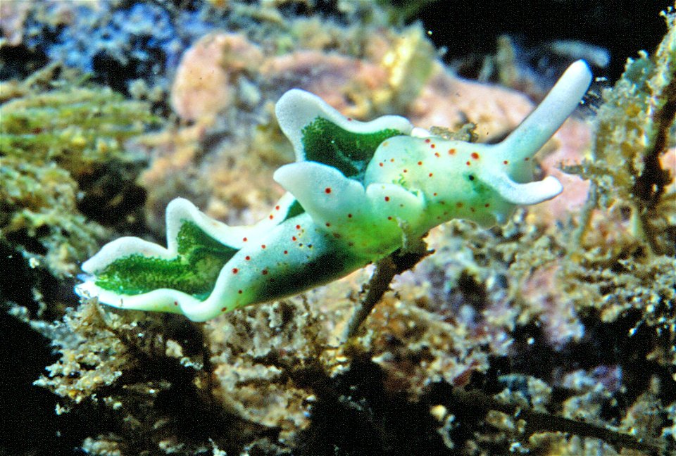 The food of Elysia timida (Risso, 1818) is composed of green algae (s) including Acetabularia acetabulum and brown algae Padina pavonica - pers. obs. - Banyuls-sur-Mer : 07/1997, 07/2001