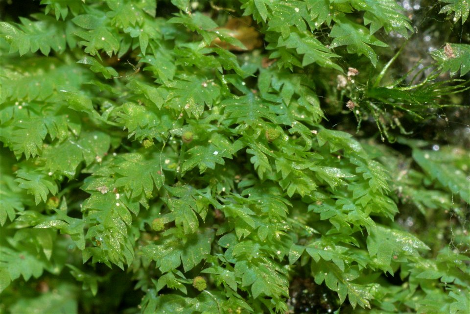 Schistostega pennata