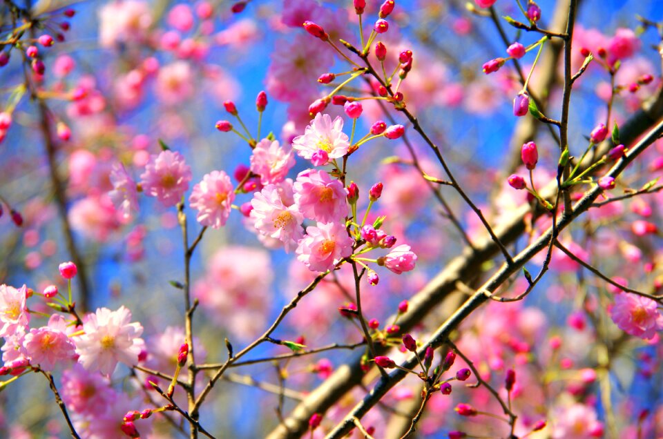 Plant wood cherry blossoms