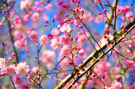 Plant wood cherry blossoms photo