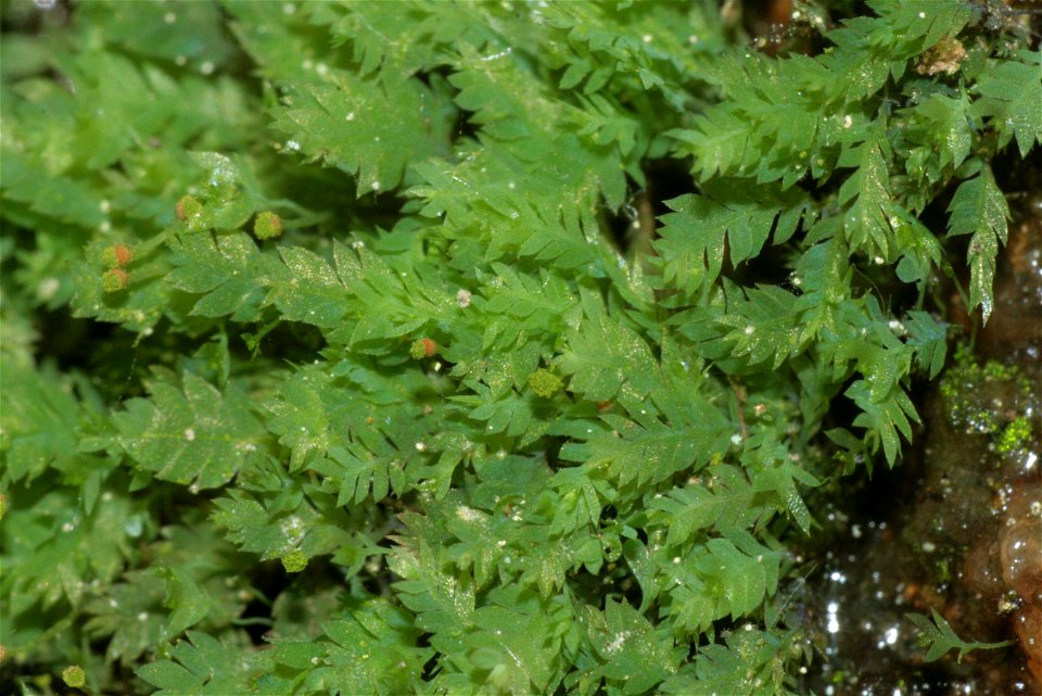 Schistostega pennata