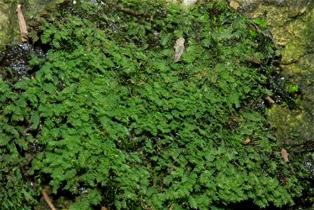 Schistostega pennata