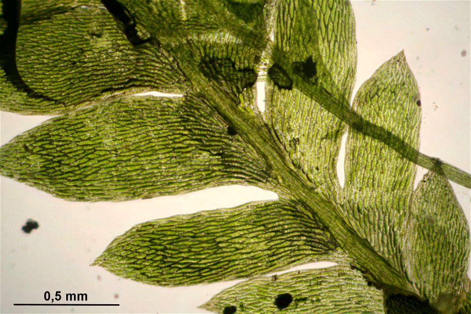 Schistostega pennata