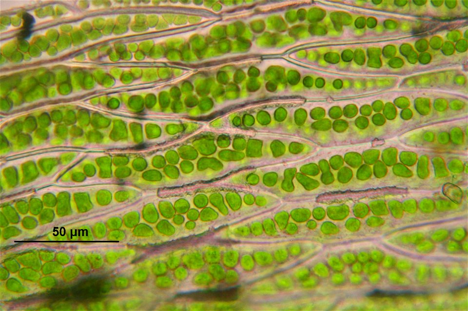 Schistostega pennata