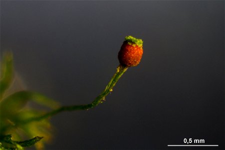 Schistostega pennata