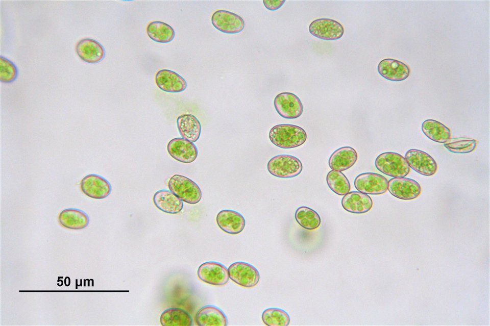 Schistostega pennata