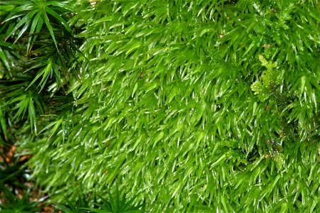Leucobryum glaucum