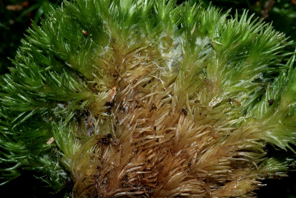 Leucobryum glaucum