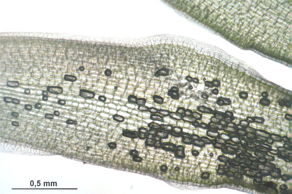 Leucobryum glaucum