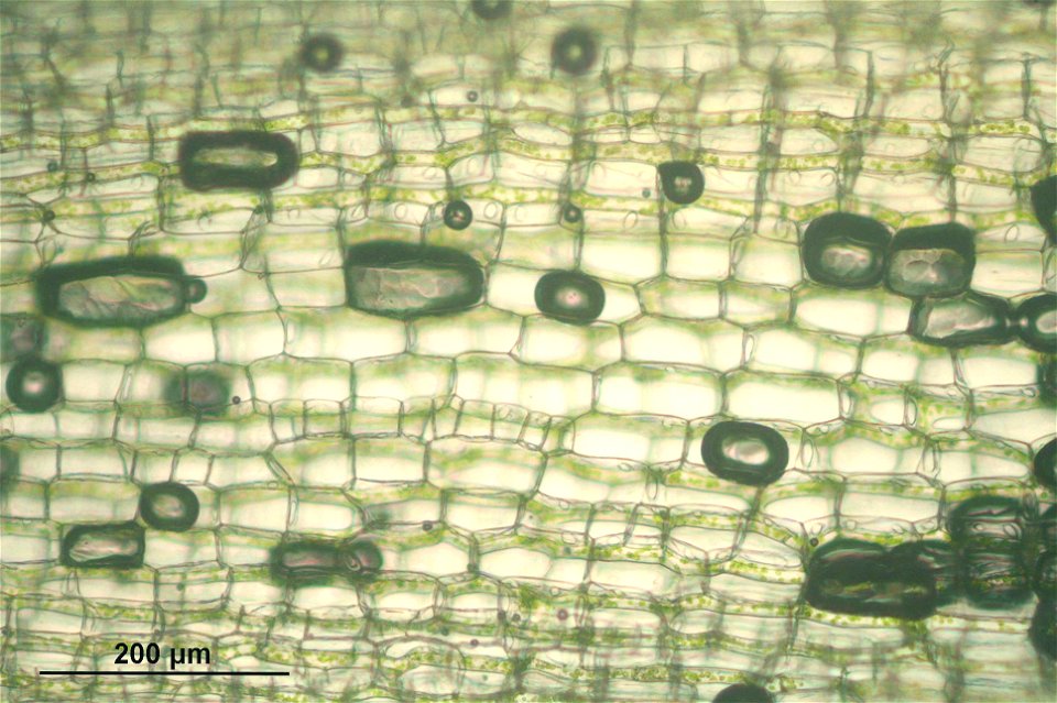 Leucobryum glaucum