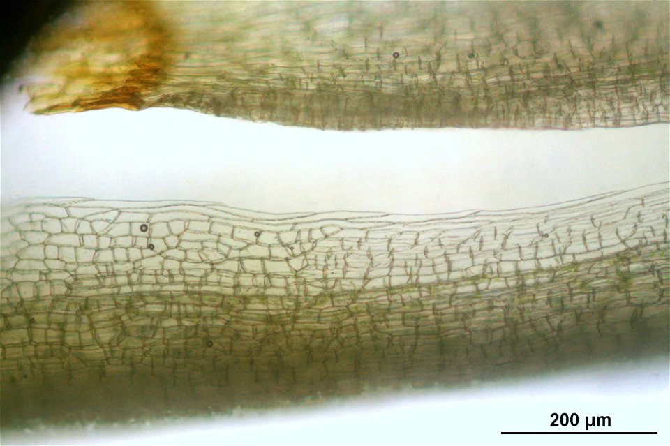 Leucobryum glaucum