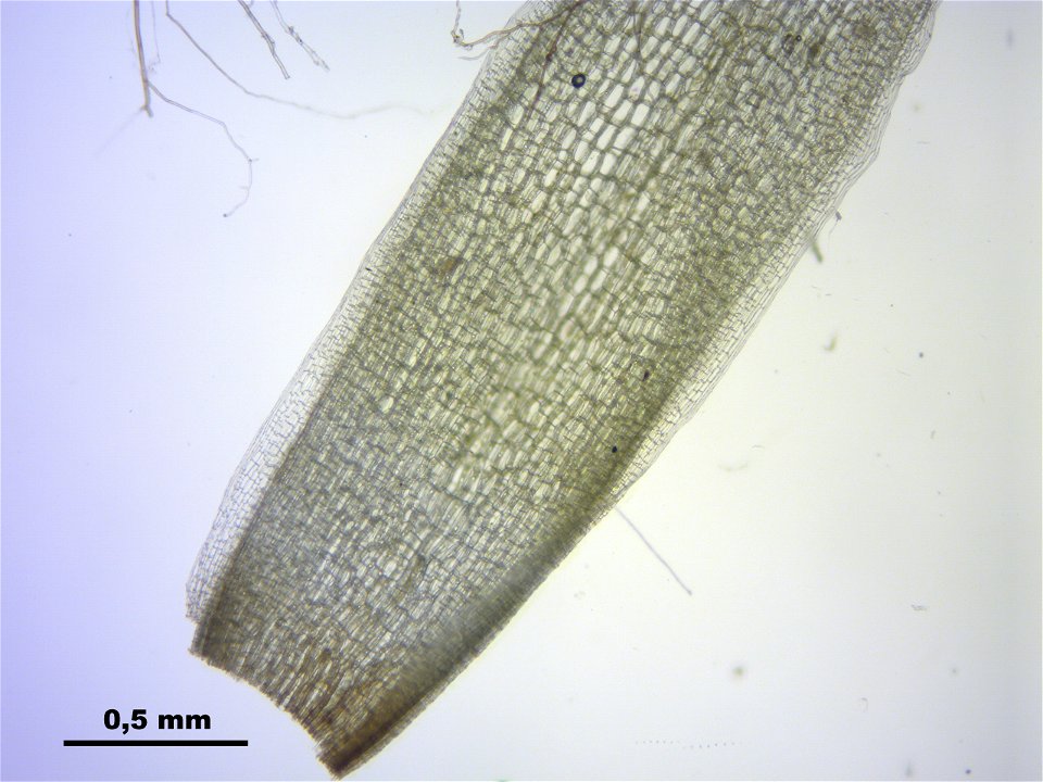 Leucobryum glaucum