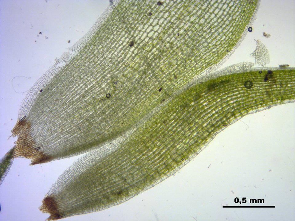Leucobryum glaucum