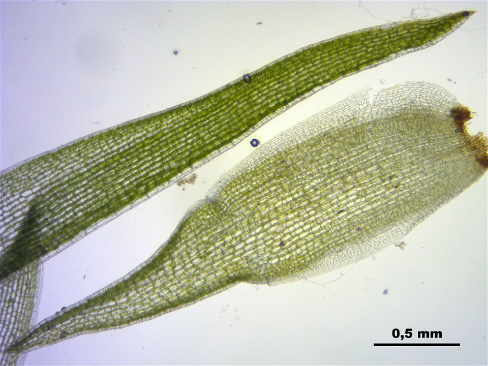 Leucobryum glaucum