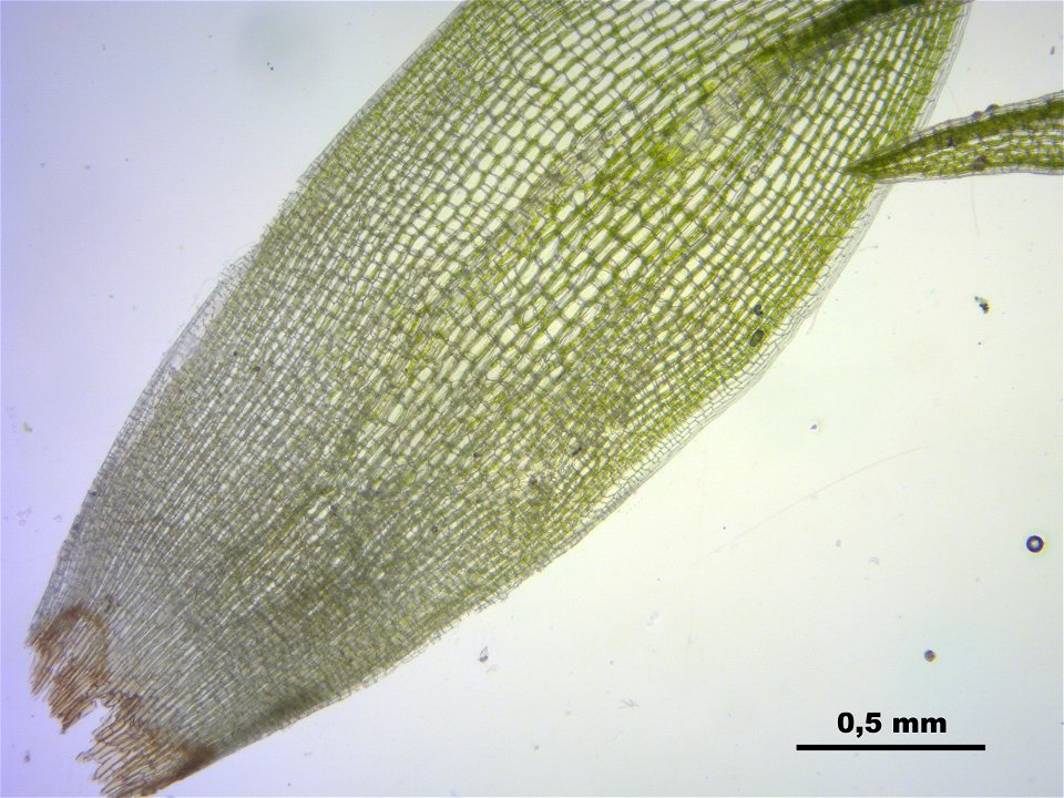 Leucobryum glaucum