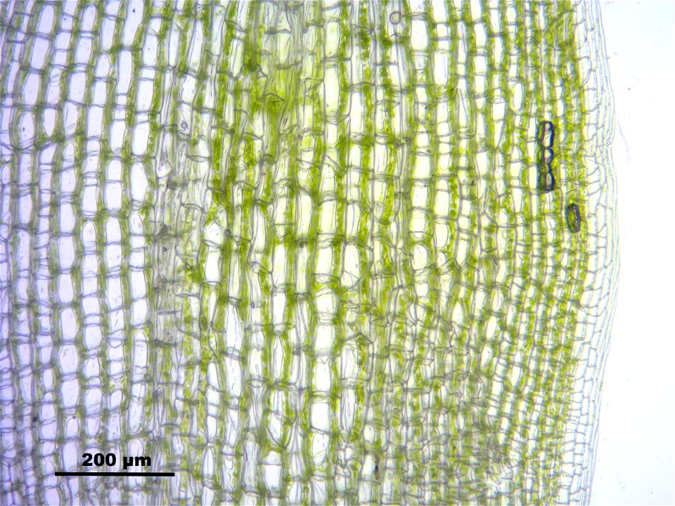 Leucobryum glaucum