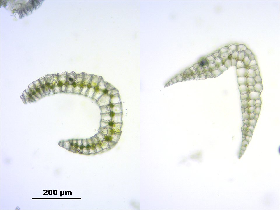 Leucobryum glaucum