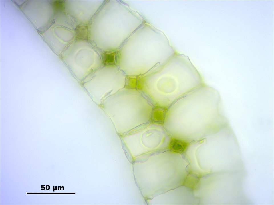 Leucobryum glaucum