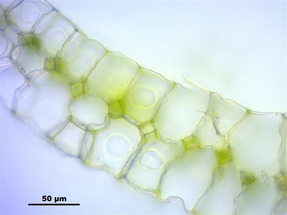 Leucobryum glaucum