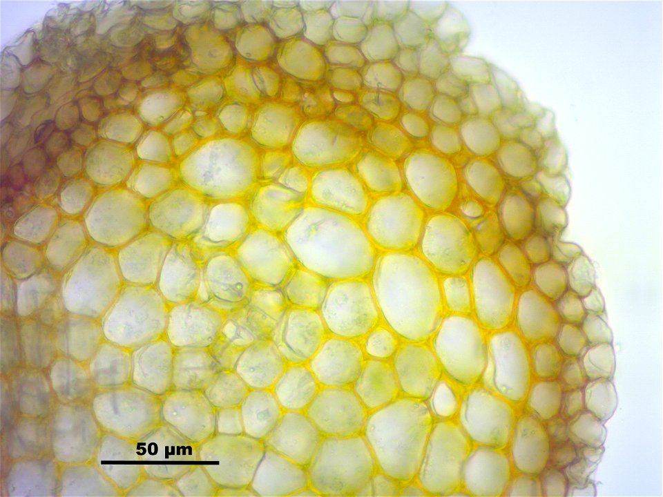 Leucobryum glaucum