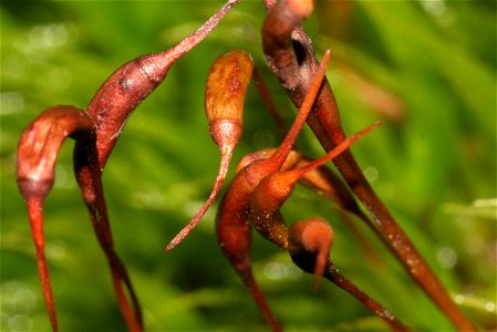 Dicranum scoparium