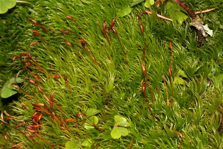 Dicranum scoparium