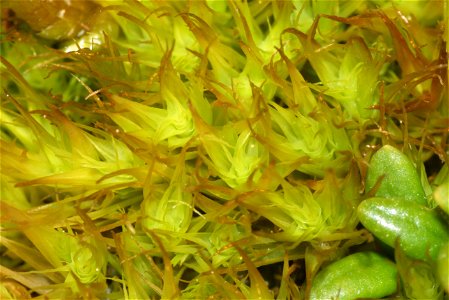 Dicranum scoparium