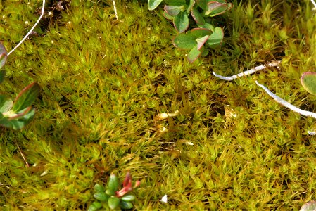 Dicranum scoparium