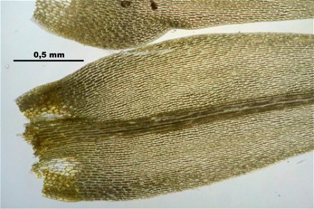 Dicranum scoparium