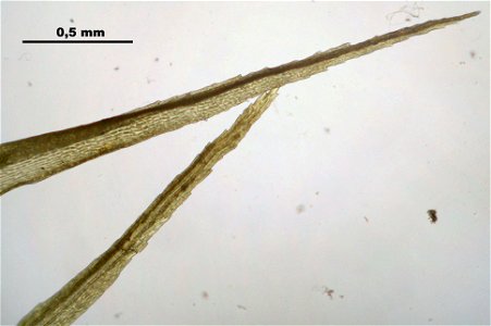 Dicranum scoparium