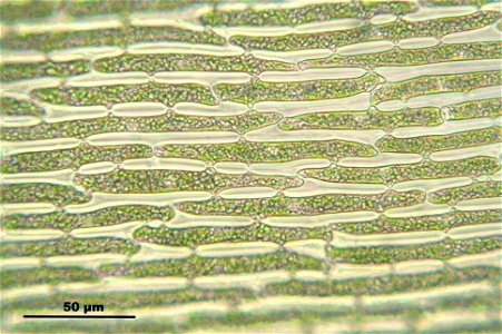 Dicranum scoparium