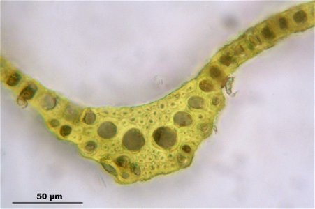 Dicranum scoparium