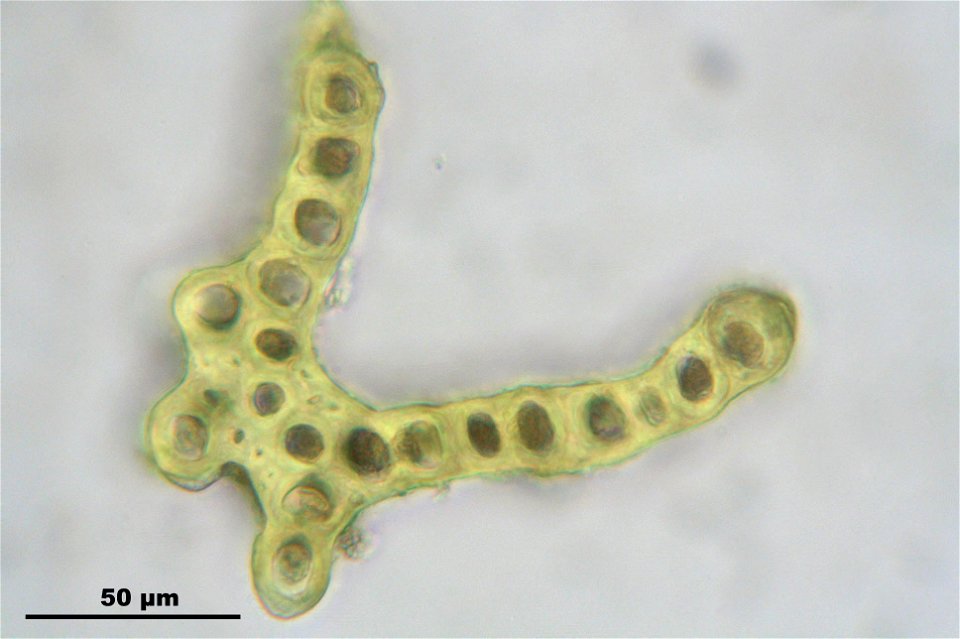 Dicranum scoparium