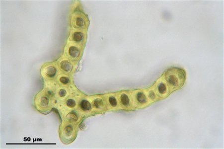 Dicranum scoparium